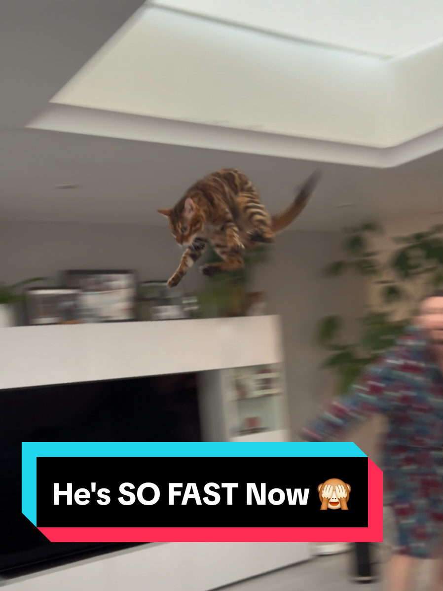 This is Phoenix's favorite game and he's so fast now 😂🙈 #catsoftiktok #cats #kitties #catlover #bengalcats @One Fast Cat 