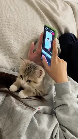#fyp #cat #foryoupage #هيفاء_وهبي #اليسا 