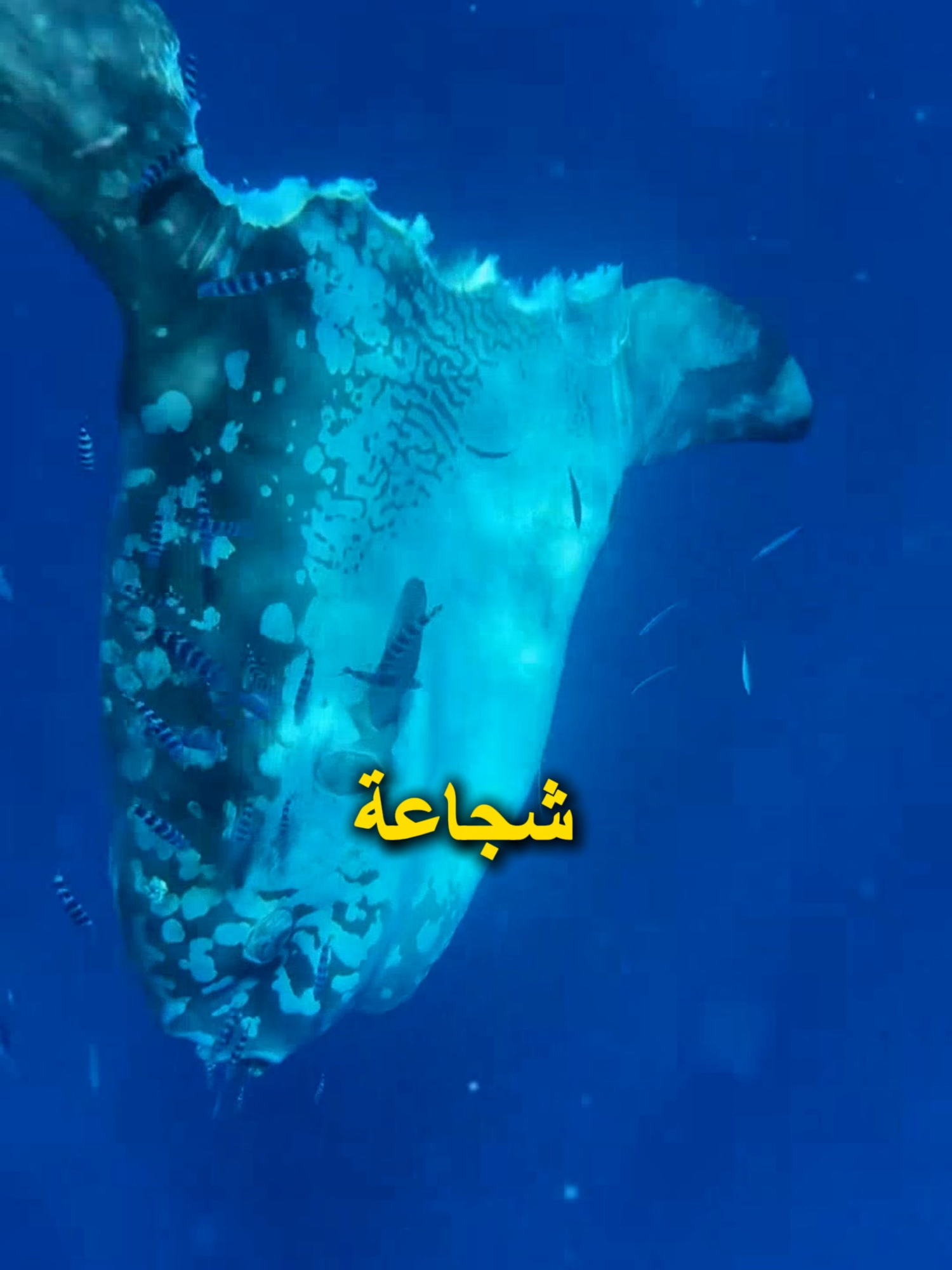 السمكة التي لا تشعر بالألم 🐟😮 #سمكة_الشمس #مولا_مولا #اسرار_المحيط #حيوانات_البحر #مخلوقات_غريبة #اكتشافات