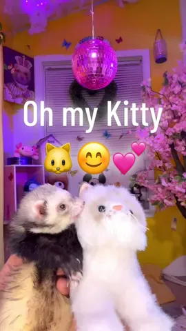 Oh my kitty meow meow 😊💕#meow #ferret #cute #foryoupage 