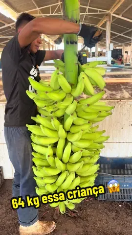 Cacho de banana mais de 60 kg #banana #agro #bananas #agro10brasil 