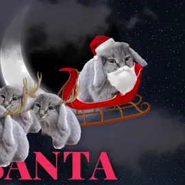cabbit christmas #cabbit #christmas #christmastiktok #laufey