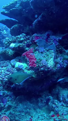 So many fishes 🐟🐠 #aquaticpoesy #tahiti #scubadiving