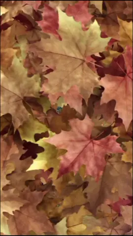 #مختلفه_بتفاصيلي؍َِ😌 #اكسبلورexplore #واعادة_النشر🔃 #مشاهير_ميوزكلى #انتشار_سريع_اكسبلووور⚡️ 