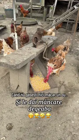 Nici măcar un ou…😂😂😂😂#funny#pamflet#qmuzant#viralvideos #foryoupage❤️❤️ 