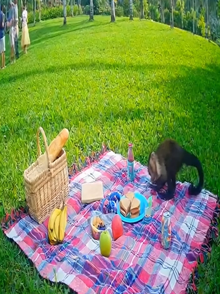 #macacoprego #picnic#roubando#comida #inteligenciaartificial #ia #ai