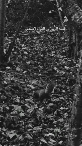 #الوائلي_الي_تحبه_يعيش_بكلبك #الوائلي_روح_المنبر_الحسيني #الشيخ_احمد_الوائلي_رحمه_الله #الوائلي_روح_المنبر #حسينينون 