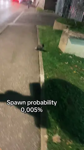 Super rencontre #cat #chat 