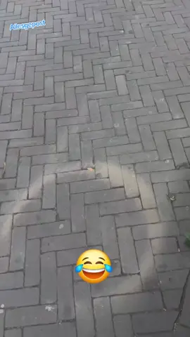 Volg voor meer... .......... #viral #voorjoupagina #fyp #allesgepost #viraalgaanisookgaan 