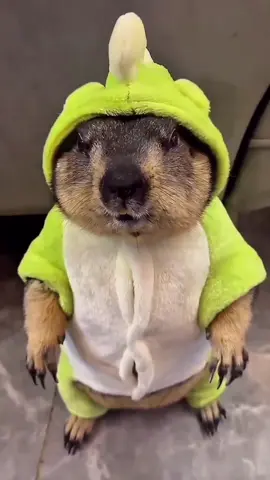 dino marmot #marmot #hyrax #cuteanimals #foryoupage #PetsOfTikTok