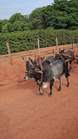 #cultura #minasgerais #carreiroporpaixao #carrodeboi #tradicao 