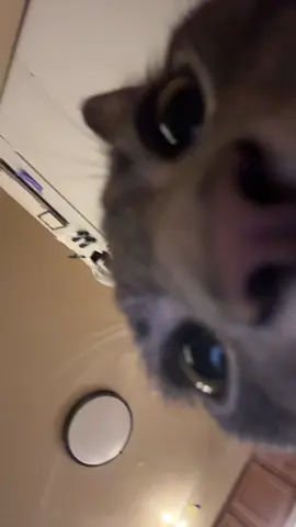 that is all #fyp #cats 