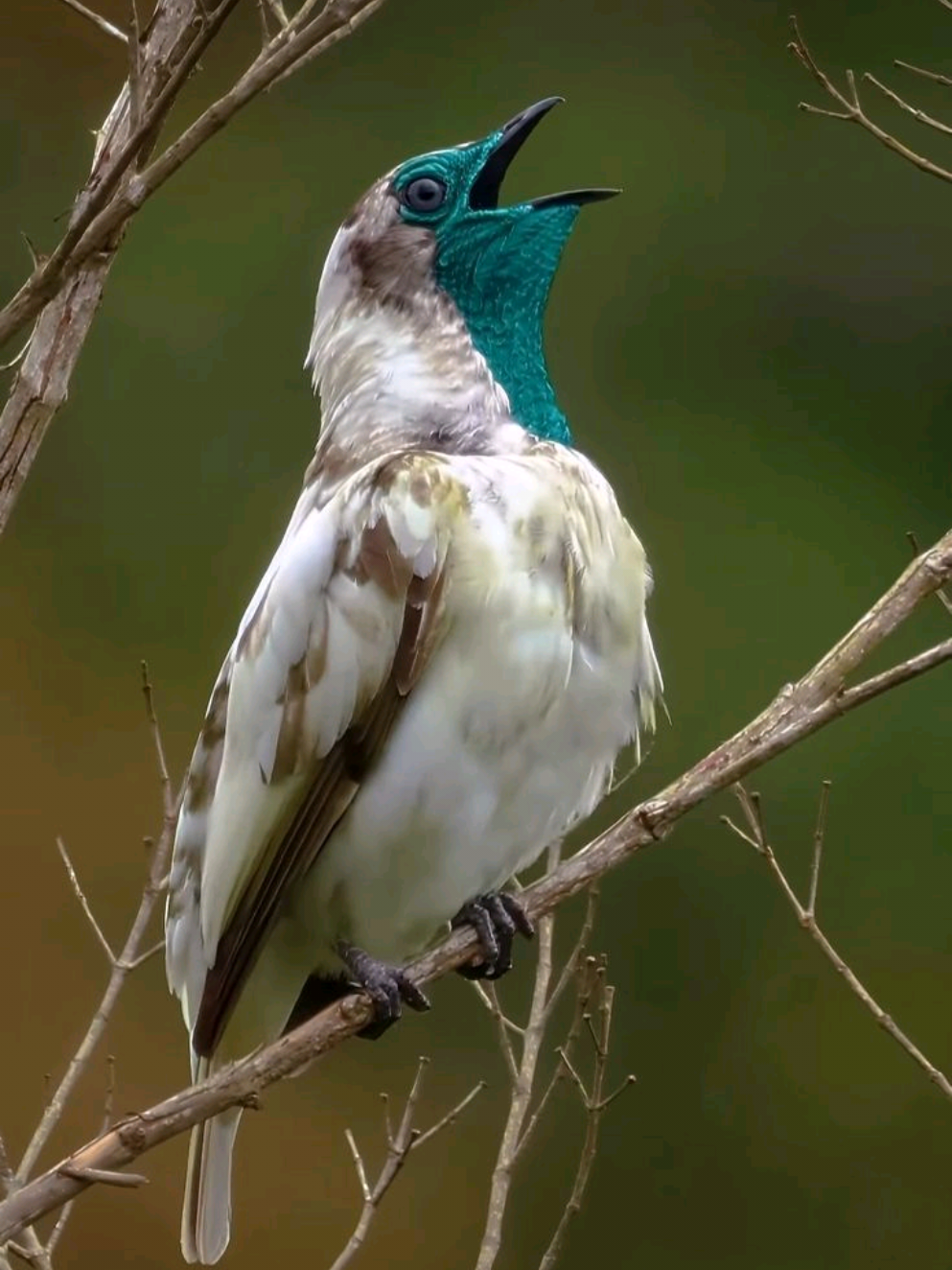 Ave nacional del Paraguay y especie en vía de extinción,protejamos nuestra fauna, que no quede solo en música y bailes #paraguay #americadelsur #latinoamerica #fyppppppppppppppppppppppp #fypp 