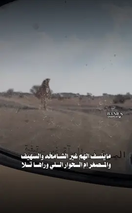 #الابل_عطايا_الله_عشاق_البداوة_🐪😍 #تصويري📸اكسبلوور #اكسبلورexplore 