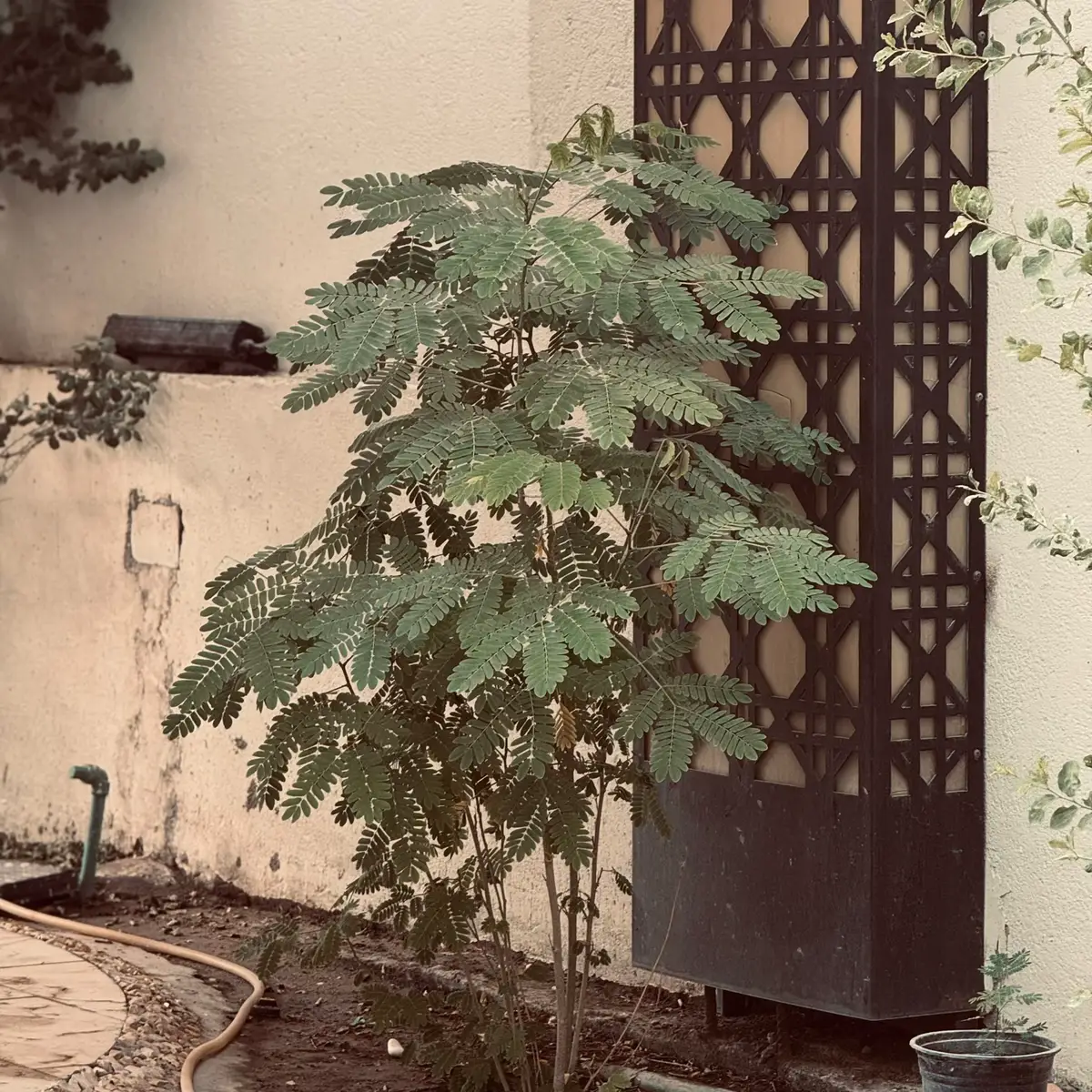 #الجامعة_الوطنية_للعلوم_والتكنلوجيا #الشعب_الصيني_ماله_حل😂😂 