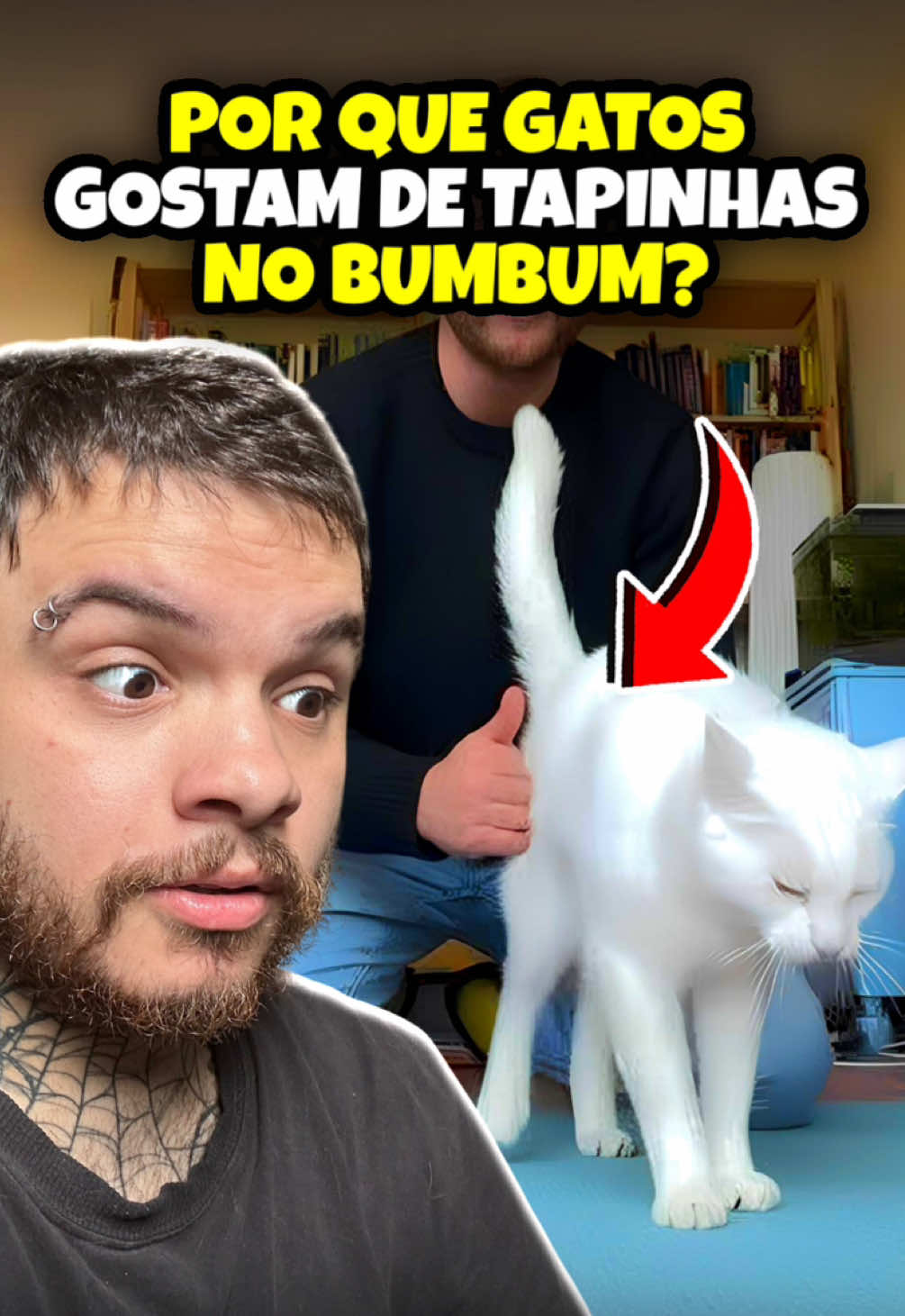 POR QUE os GATOS amam tapinha na POTRANCA? | wildboppre . canal de lives: Uboppres no YT (link na bio 👍🏻) . . #animais #curiosidades #bichos #biologia #gato 