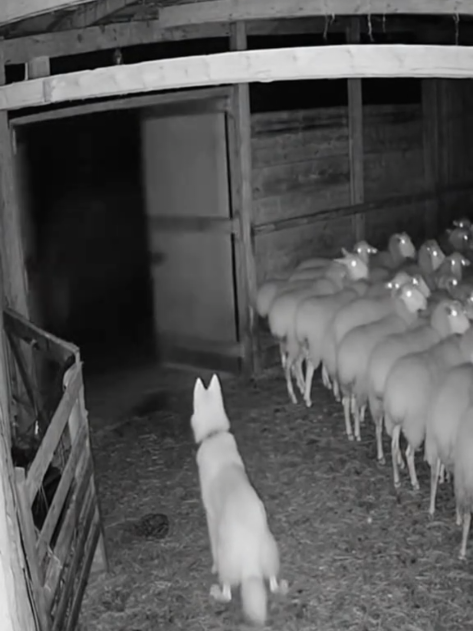 He heard footsteps… and then his courage vanished! #cctv #scary #creepy #skinwalker #fyp 