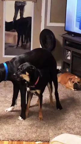 #onthisday #trynot🕶tosuck💙🤟 #ilovemydog 