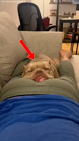 Anjing ini tersinggung oleh pemiliknya🤣