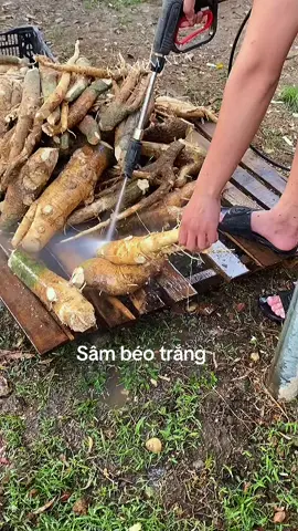 Cây sâm béo trắng #xuhuong #sambeotrang #comau 