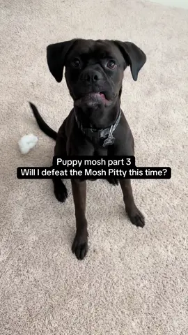 He always wins it’s not fair anymore😕 #knockedloose #hardcore #dogsoftiktok #moshtok 