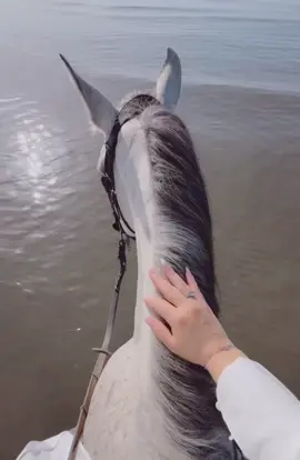 وقلبي لحب #الخيل ميال 🐴