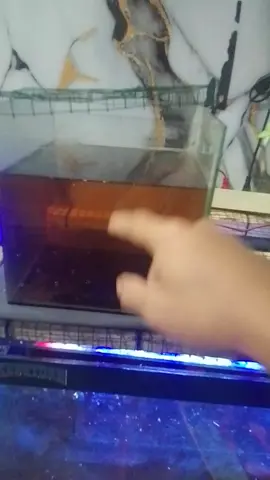 channa limbata ku loncat indah berakhir jadi santapan si geboy 😭 #channalimbata #chanamaru #fypシ゚ #channaindonesia #lewatberandamu 