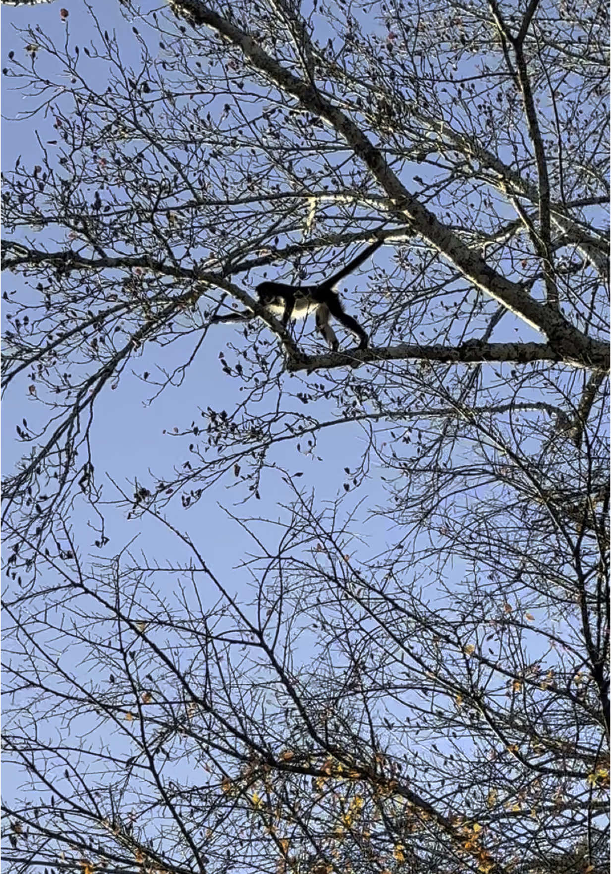 Monkeys playing in the trees while in the  distance you can hear loggers cutting down all the trees. (Not on our land) 😞
