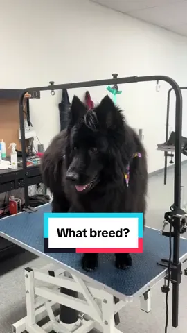 Nikita was kicked out of 2 groomers before she found us. #germanshepherd #siberianhusky #doggrooming #dogbath #huskysoftiktok 