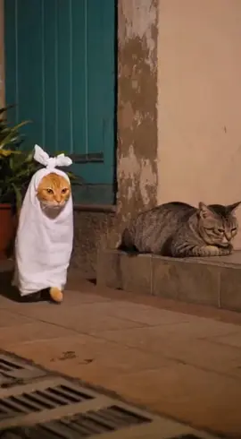 Mas Oyen jail nih 🤭  #funny #cats 