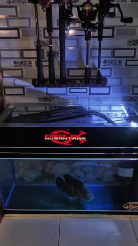 musim baratan telah tiba🫠 #storymancing #trending #fypviralシ #masukberanda #mancing 