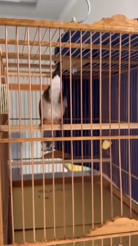 #chaomao #chaomaobaydau #xh 