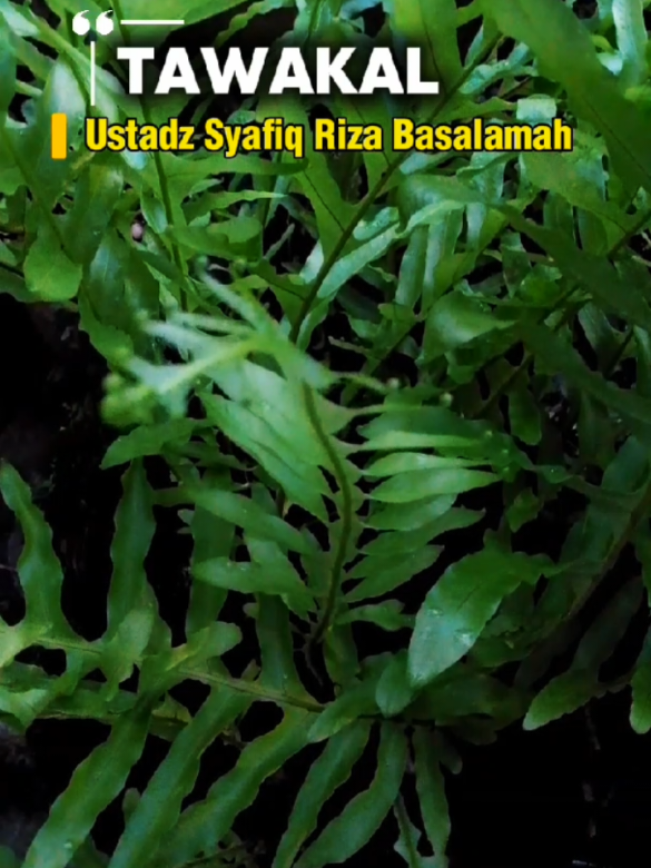 #tawakal #ustadzsyafiqrizabasalamah 