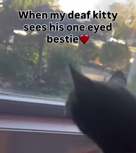 #deafcat #catsoftiktok 
