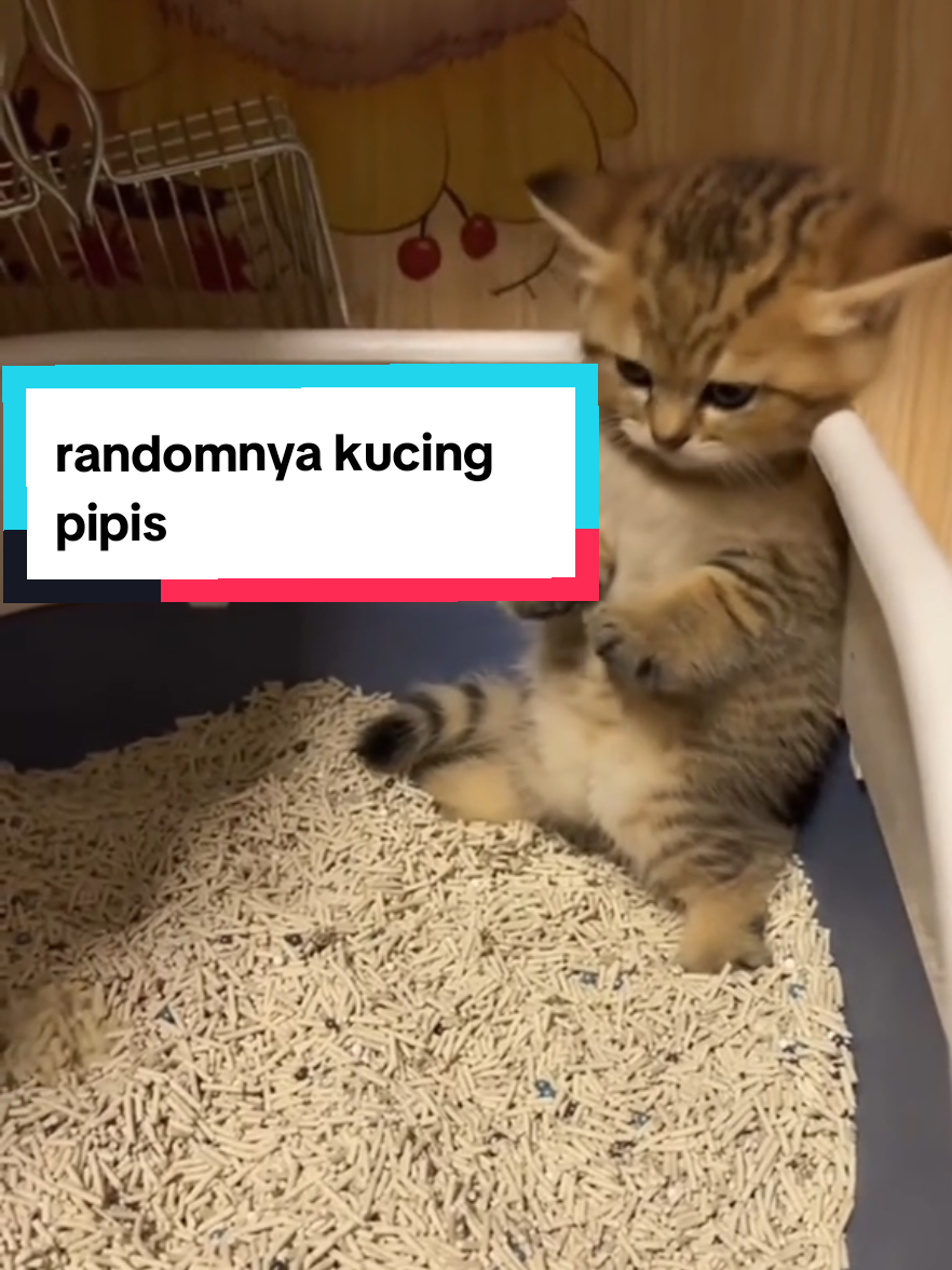 kerandoman mpus pipis klo sudah ga tahan susah eman ya mpus,,, dimana aja cuuurrr #kucinglucu #gadaakhlak #kucingpipissembarangan 