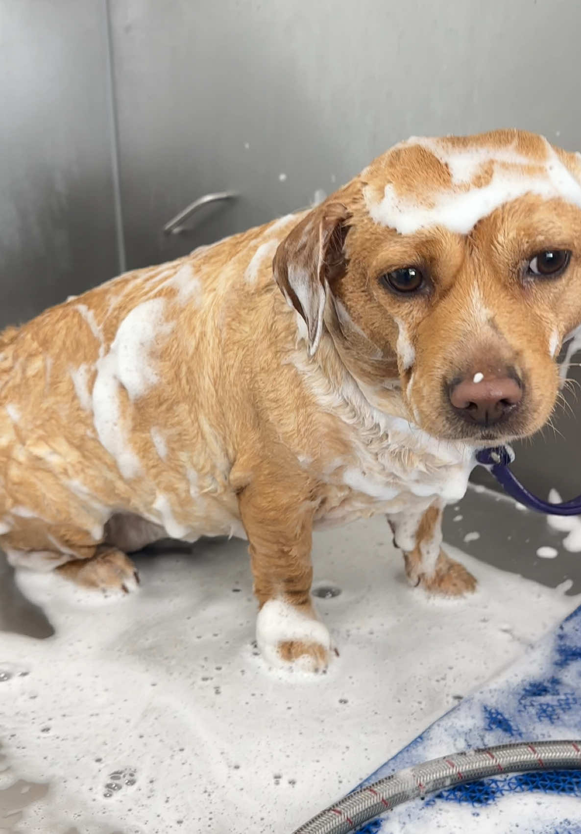 come bathe cashew & saint with us! cashew is the most well behaved potato you’ve ever seen 😭 she definitely loves a bath! #cashewtok #dogbath #dogsoftiktok #doggrooming #cutenessoverload 
