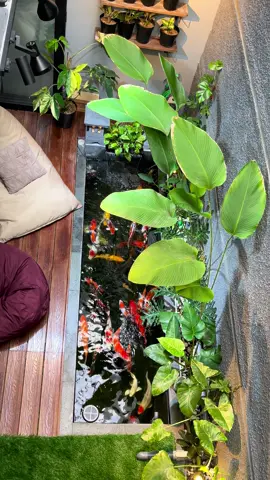 Morning Vibes #kolamkoi#koipond#ikankoi#koifish#teraskoi