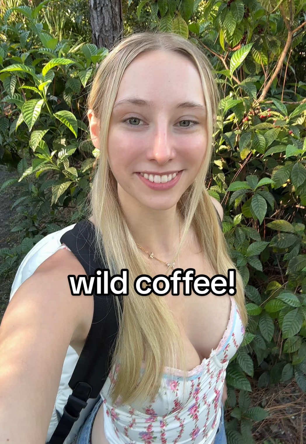 this wild coffee plant looks so similar to actual coffee beans - but it’s not! how cool is this similarity?