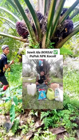 panen Sawit Ala BONSAI ini rahasia pupuknya  #BangTuripOficial 