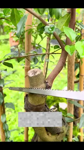 Memotong dan menutup luka bekas potongan #bonsaitree #bonsaiontherock #senibonsai #membuatbonsai 