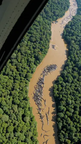 😱 MASSIVE SWARM OF ANACONDAS DISCOVERED IN THE AMAZON — Terrifying Footage! 🐍🌴