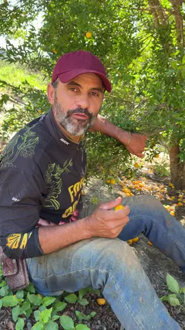 Ele nao deu conta de colher #agricultura #agro #cultura 