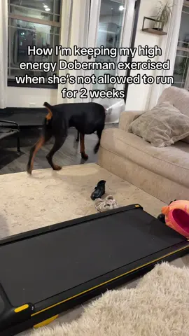 #doberman 