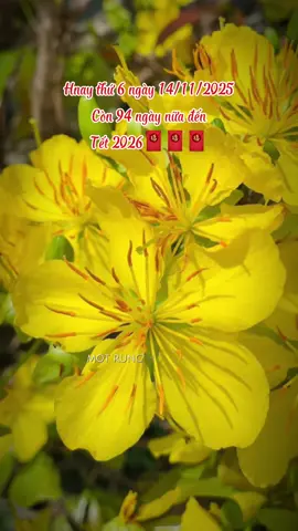 Nghe nôn quá mn ơi..! #tet2026 #nhacxuan #capcutpioneer #pioneertemplate #capcut 