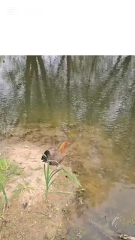 puedo volar 😂😂😂 #viral #shorts #humor #fyp #short 