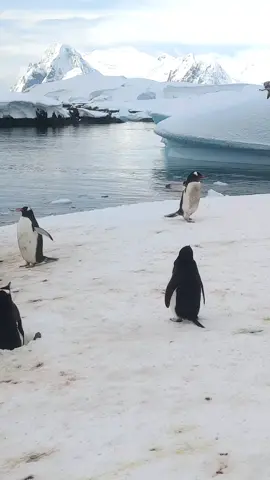 #wildlife #relax #nature #windy #antarctica 