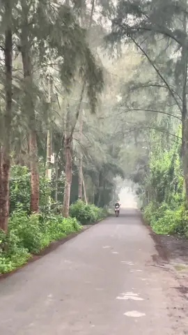 🌲🌲🌲Đà Lạt ngay giữa lòng Bình Chánh  🚲Đường Đê số 3 xã Tân Nhựt❤️ #huyenbinhchanh #xatannhut #dalat #duongthong #chill 