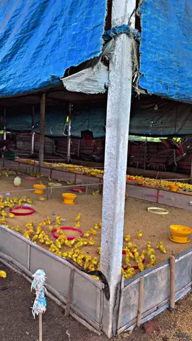 Jum'at Berkah 🤩🤲 #promomakan1111 #nyandingkoembutuhkeragat #peternakmuda #squad27 #fyp 