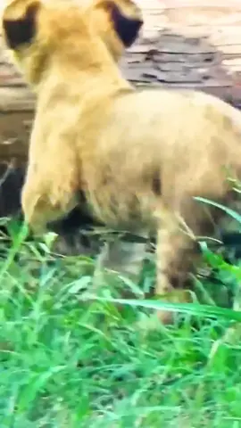 #lion #animals #wildlife 