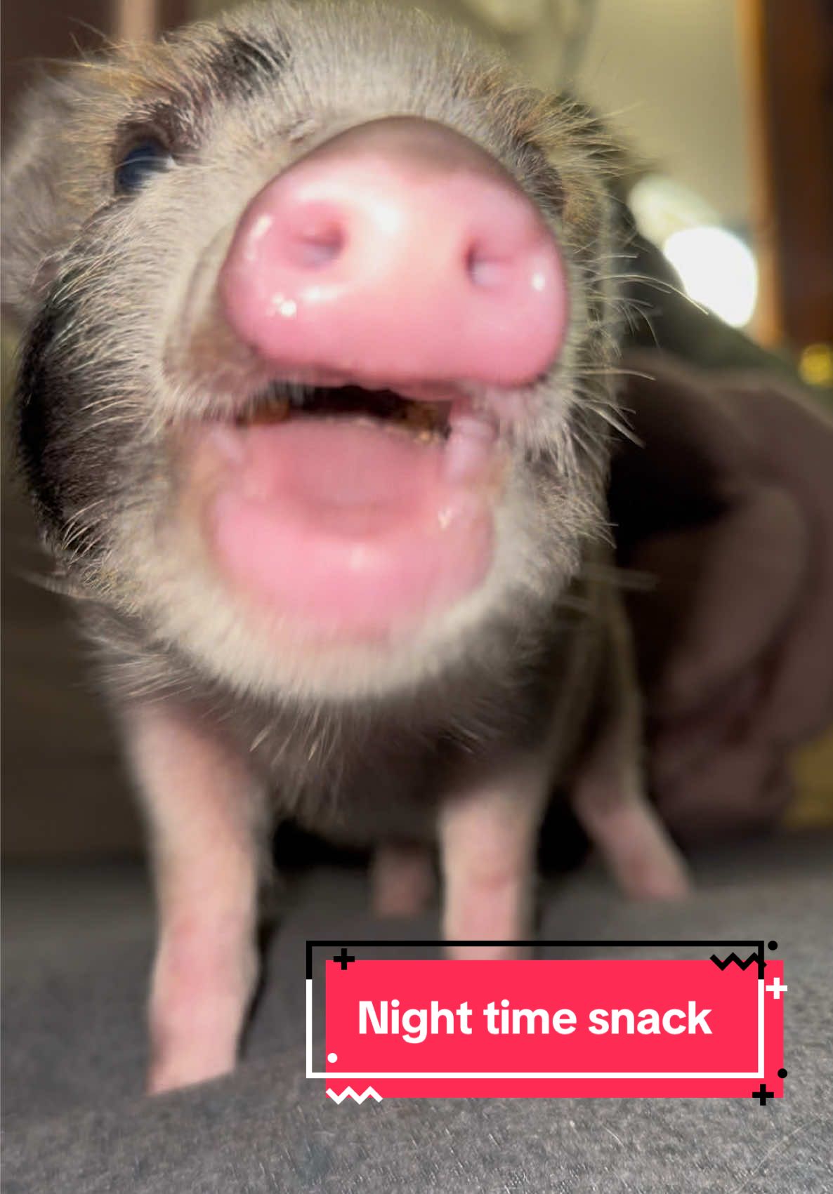 Night time snack #asmr #SnackTime #snack #yummy #pig 
